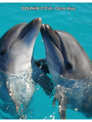 Dolphin Cove
