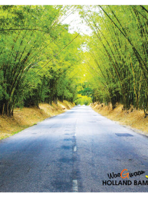 Holland Bamboo